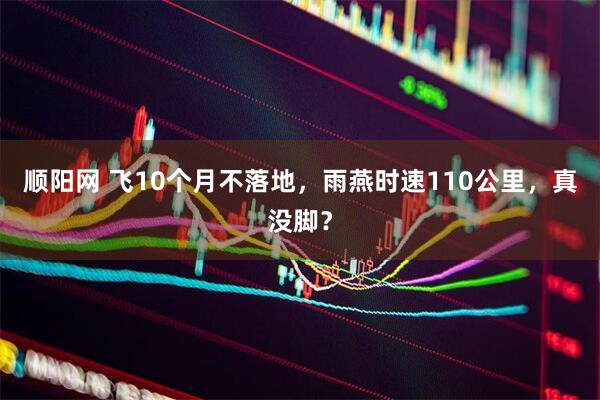 顺阳网 飞10个月不落地，雨燕时速110公里，真没脚？